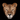 Collection Lionne et Lion de tenue de fitness et musculation, homme et femme
