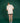 T-shirt - Lionne - PureRoar